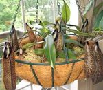 Indoor Plants Monkey Bamboo Jug Flower liana, Nepenthes brown Photo, description and cultivation, growing and characteristics