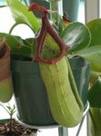 Indoor Plants Monkey Bamboo Jug Flower liana, Nepenthes green Photo, description and cultivation, growing and characteristics
