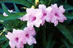  Monkey Plant, Red ruellia Flower lilac Photo, description and cultivation, growing and characteristics