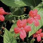 vermelho  Monkey Plant, Red Ruellia características e foto