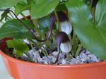 Кімнатні Рослини Арізарум (Мишачі Хвостики) Квітка трав'яниста, Arisarum proboscideum бордовий Фото, опис і вирощування, зростаючий і характеристика