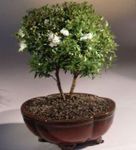 Szobanövények Mirtusz Virág cserje, Myrtus fehér fénykép, leírás és termesztés, növekvő és jellemzők