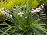 Pokojové Rostliny Ophiopogon Květina bylinné bílá fotografie, popis a kultivace, pěstování a charakteristiky