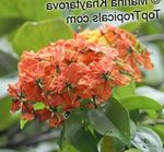 red  Orchid Tree characteristics and Photo