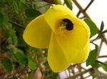 Innendørs Planter Orchid Treet Blomst, Bauhinia gul Bilde, beskrivelse og dyrking, voksende og kjennetegn