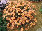 Innendørs Planter Oxalis Blomst urteaktig plante orange Bilde, beskrivelse og dyrking, voksende og kjennetegn