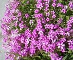 Innendørs Planter Oxalis Blomst urteaktig plante rosa Bilde, beskrivelse og dyrking, voksende og kjennetegn