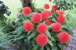 red Herbaceous Plant Paint Brush, Blood Lily, Sea Egg, Powder Puff characteristics and Photo