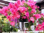 rosa Sträucher Papierblume Merkmale und Foto
