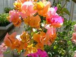 oranžinis Krūmas Popieriaus Gėlių charakteristikos ir Nuotrauka