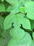 Sobne Rastline Papir Mulberry Cvet drevesa, Broussonetia papyrifera bela fotografija, opis in gojenje, rast in značilnosti