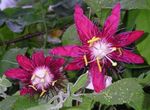 Pokojowe Rośliny Passiflory (Ctrastotsvet, Cavaliers Gwiazdki) Kwiat liana, Passiflora jak wino zdjęcie, opis i uprawa, hodowla i charakterystyka