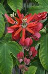 Toataimed Kirg Lillede ronitaim, Passiflora punane Foto, kirjeldus ja kultiveerimine, kasvav ja omadused