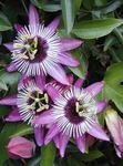 Toataimed Kirg Lillede ronitaim, Passiflora lilla Foto, kirjeldus ja kultiveerimine, kasvav ja omadused
