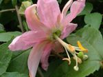 ružičasta Lijana Strast Cvijet karakteristike i Foto