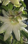 белый Лиана Пассифлора (Cтрастоцвет, кавалерская звезда) характеристика и Фото