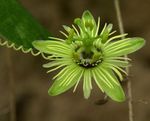 Indoor Plants Passion flower liana, Passiflora yellow Photo, description and cultivation, growing and characteristics