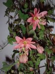Vnútorné Rastliny Mučenky Kvetina liana, Passiflora ružová fotografie, popis a pestovanie, pestovanie a vlastnosti