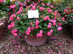 rosa Planta Herbácea Patience Plant, Balsam, Jewel Weed, Busy Lizzie características e foto