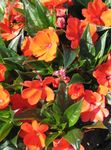 laranja Planta Herbácea Patience Plant, Balsam, Jewel Weed, Busy Lizzie características e foto