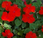 vermelho Planta Herbácea Patience Plant, Balsam, Jewel Weed, Busy Lizzie características e foto