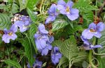 luz azul Planta Herbácea Patience Plant, Balsam, Jewel Weed, Busy Lizzie características e foto