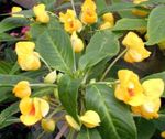 amarelo Planta Herbácea Patience Plant, Balsam, Jewel Weed, Busy Lizzie características e foto