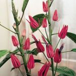Innendørs Planter Pavonia Blomst urteaktig plante rosa Bilde, beskrivelse og dyrking, voksende og kjennetegn