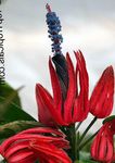 Кімнатні Рослини Павоні (Тріплохламіс) Квітка трав'яниста, Pavonia червоний Фото, опис і вирощування, зростаючий і характеристика