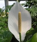 Le piante domestiche Giglio Di Pace Fiore erbacee, Spathiphyllum bianco foto, descrizione e la lavorazione, la coltivazione e caratteristiche