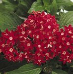 rojo Herbáceas Pentas, Flor De La Estrella, Cúmulo De Estrellas características y Foto