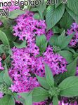 Kapalı bitkiler Pentas, Yıldız Çiçeği, Yıldız Kümesi çiçek otsu bir bitkidir, Pentas lanceolata leylak fotoğraf, tanım ve yetiştirme, büyüyen ve özellikleri