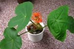 Szobanövények Peregrina, Köszvény Üzem, Guatemalai Rebarbara Virág lágyszárú növény, Jatropha piros fénykép, leírás és termesztés, növekvő és jellemzők