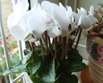 Интериорни растения Персийски Виолетово Цвете тревисто, Cyclamen бял снимка, описание и отглеждане, култивиране и характеристики