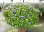 Szobanövények Perzsa Lila Virág lágyszárú növény, Exacum világoskék fénykép, leírás és termesztés, növekvő és jellemzők