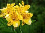 yellow Herbaceous Plant Peruvian Lily characteristics and Photo