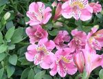 Sobne Rastline Perujski Lily Cvet travnate, Alstroemeria roza fotografija, opis in gojenje, rast in značilnosti
