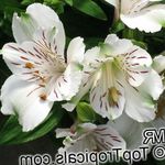 белый Травянистые Альстремерия характеристика и Фото