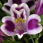 lilac Herbaceous Plant Peruvian Lily characteristics and Photo