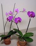 Kamerplanten Phalaenopsis Bloem kruidachtige plant lila foto, beschrijving en teelt, groeiend en karakteristieken