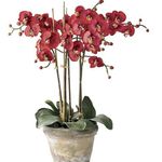 Indoor Plants Phalaenopsis Flower herbaceous plant red Photo, description and cultivation, growing and characteristics