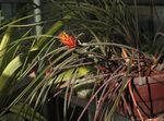 Plantas de Interior Bromelia Piña Flor herbáceas, Acanthostachys naranja Foto, descripción y cultivo, cultivación y características