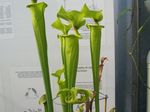 green  Pitcher Plant characteristics and Photo