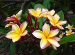 Plantas de Interior Plumeria Flor arbustos amarillo Foto, descripción y cultivo, cultivación y características