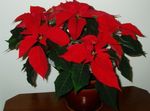 Pokojové Rostliny Vánoční Hvězda Květina bylinné, Poinsettia pulcherrima červená fotografie, popis a kultivace, pěstování a charakteristiky