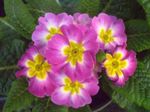 Pokojové Rostliny Primula, Auricula Květina bylinné růžový fotografie, popis a kultivace, pěstování a charakteristiky
