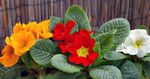 Pokojové Rostliny Primula, Auricula Květina bylinné oranžový fotografie, popis a kultivace, pěstování a charakteristiky