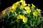 Kamerplanten Primula, Auricula Bloem kruidachtige plant geel foto, beschrijving en teelt, groeiend en karakteristieken