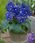 modrý Bylinné Primula, Auricula charakteristiky a fotografie