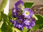 lilla Erbacee Primula, Auricula caratteristiche e foto